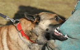 Pitbull puppy biting clearance hard