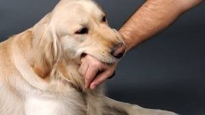 dog play biting arm