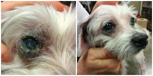 Annie's eye, greatly improved 2 weeks into treatment.
