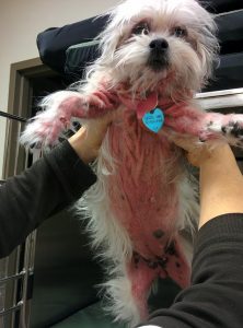 Annie is a dog with severe allergies that require daily treatments.