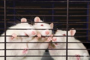 Three white rats in cage White rats, rats in cage, rats Three trapped white rats in a cage