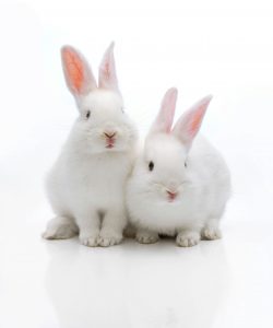 Two white rabbits. Keywords: stock, rabbits, animal testing, research