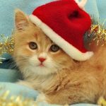 kitty-santa
