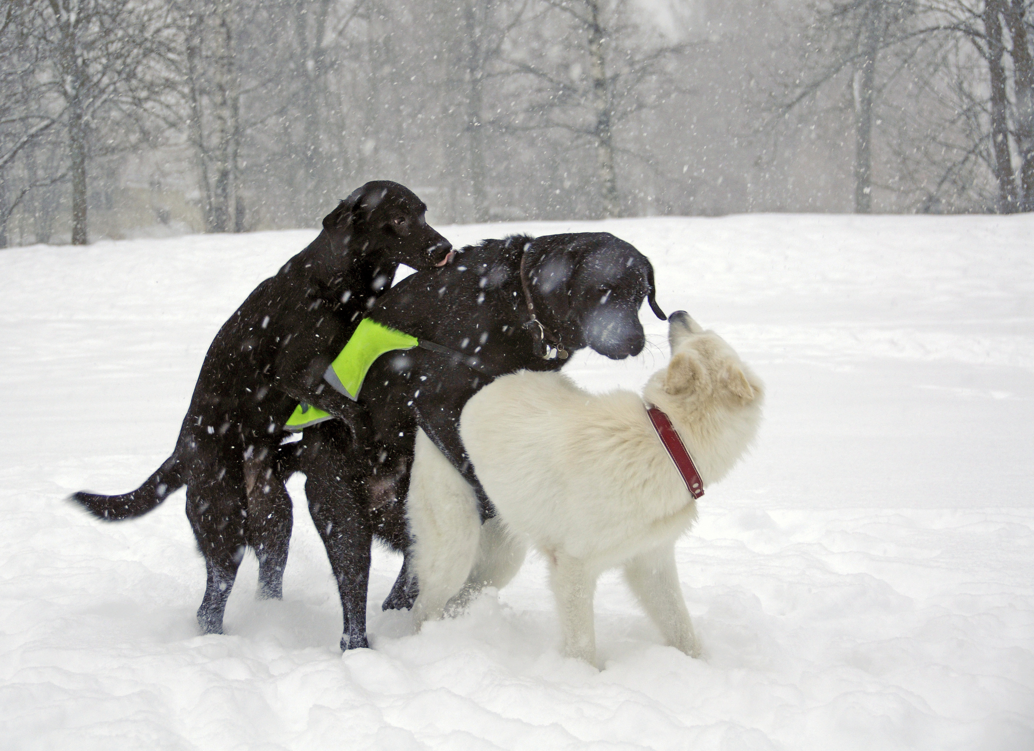 Humping! Why Do They Do It Montreal Dog Blog