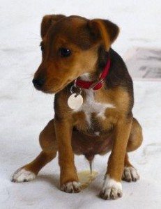 DogPee_answer_2_xlarge-1