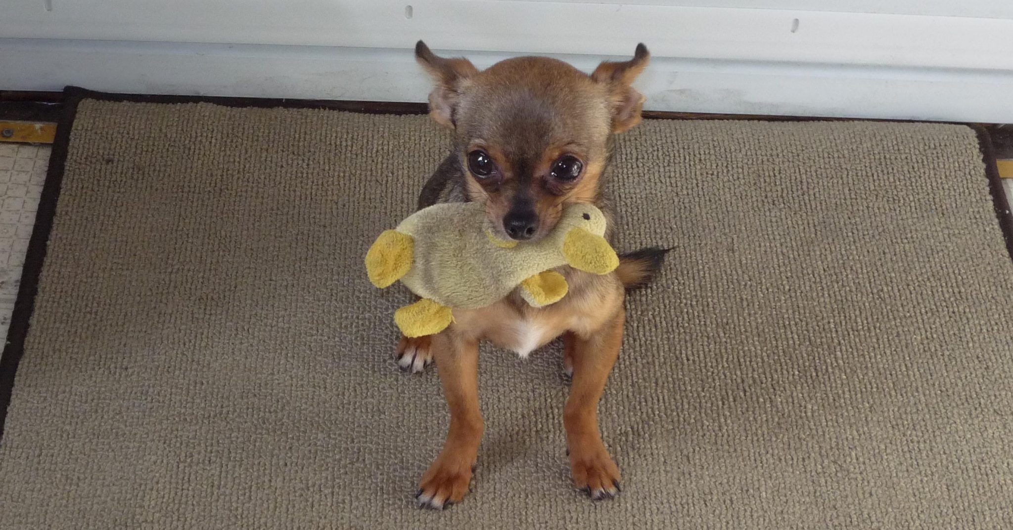 Ducky