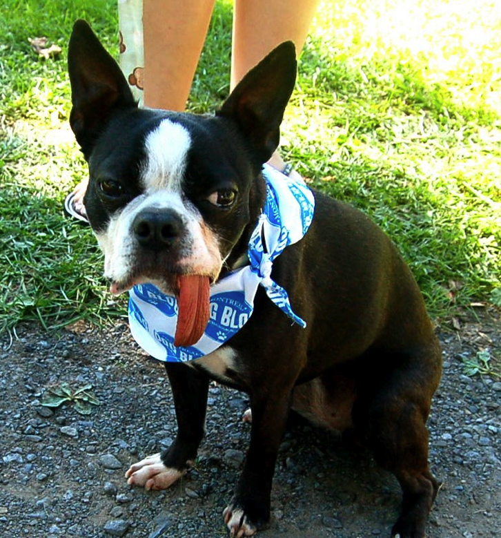 Ask a vet my dog has bad gas montreal dog blog