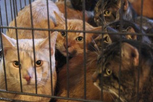 Chats_cage_saisie_oct2013
