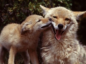 coyotemomandpup