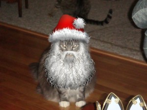 Little Elf Muggins was sterilized through us and is enjoying this holiday season even though he looks rather grumpy in this photo. HO! HO! HO!