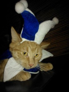 Remember Harry? He has been rocking it in his forever home! Funny Harry dresses up for every occasion, including the holidays. For Harry, life is an adventure and he keeps his parents (and kitty siblings) entertained every day!