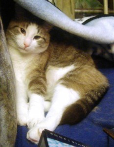 Dusty is gearing up for his first holiday season in his forever home. He was with PetitsPawz for over two years before he was adopted. Here he is in his favourite spot!