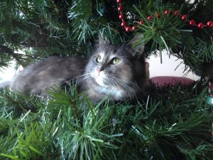 Baby Girl was just recently rescued and this is her first holiday in foster care. 2014 is already looking great for her!!