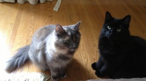 Scarlett and Mr. Jinx were semi feral kittens rescued at around five months old. They were adopted together a year ago and just recently celebrated their first adoption anniversary.