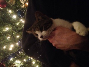 Booker (previously Valentino) looks just like his mom Klara with that gorgeous black spot on his nose! This is his very first holiday season and we have no doubts (being the only child) that he is going to be spoiled rotten by his dad Jack and the rest of the family who adores him so. Go get 'em Booker!