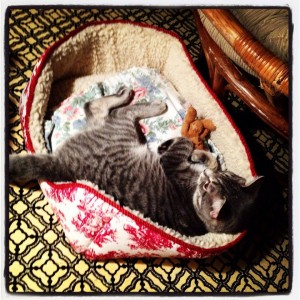 Do you recognize Mr. Foster Boo (formally Lucky) ?? We is growing up to be such a gorgeous boy! Foster Boo has been with his parents Kari and Michael since he was just ten days old and here he is, celebrating his very first Holiday season! 