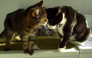 Many of you fell in love with Billy (right) when he was with us. He was adopted in 2012, so this is Billy's second holiday season with his family and friends. We would like to send a very special thank you to Nicole and Guy, who are temporarily homing Billy as well as his sister Sasha while their mom works out of province. As long as Billy and Sasha stay together, they are happy! 