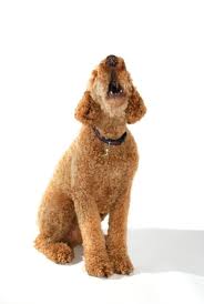 Help! Dog barks at night!