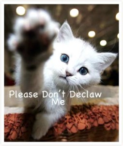 Why are we still declawing cats in Canada? | Montreal Dog Blog