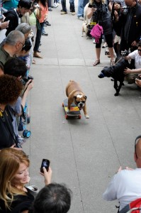 Woofstock