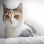 Puss Puss