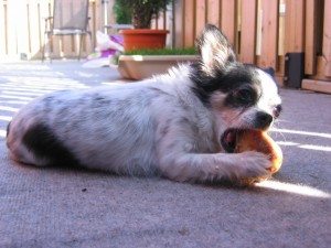flea6
