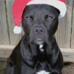 pit-bull-santa
