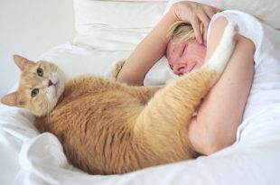 cat lovers, cats need attention, lots of love, the furry, no more independent