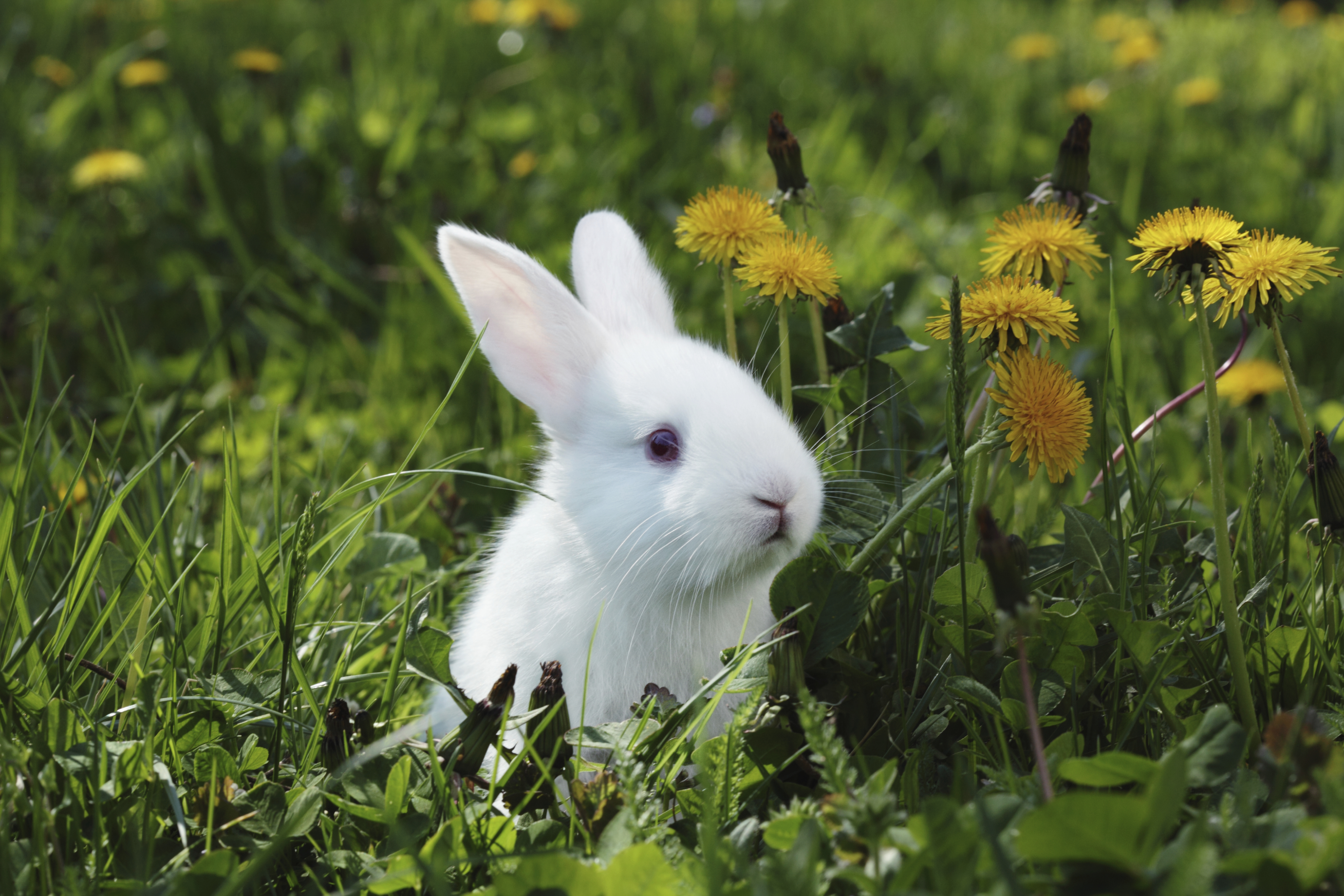 Можно кроликам давать одуванчики. Белый кролик. Зайчик в траве. Кролик в траве. Кролик фото.