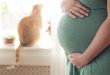 Pregnancy - dont neglet your furry babies cats and dogs