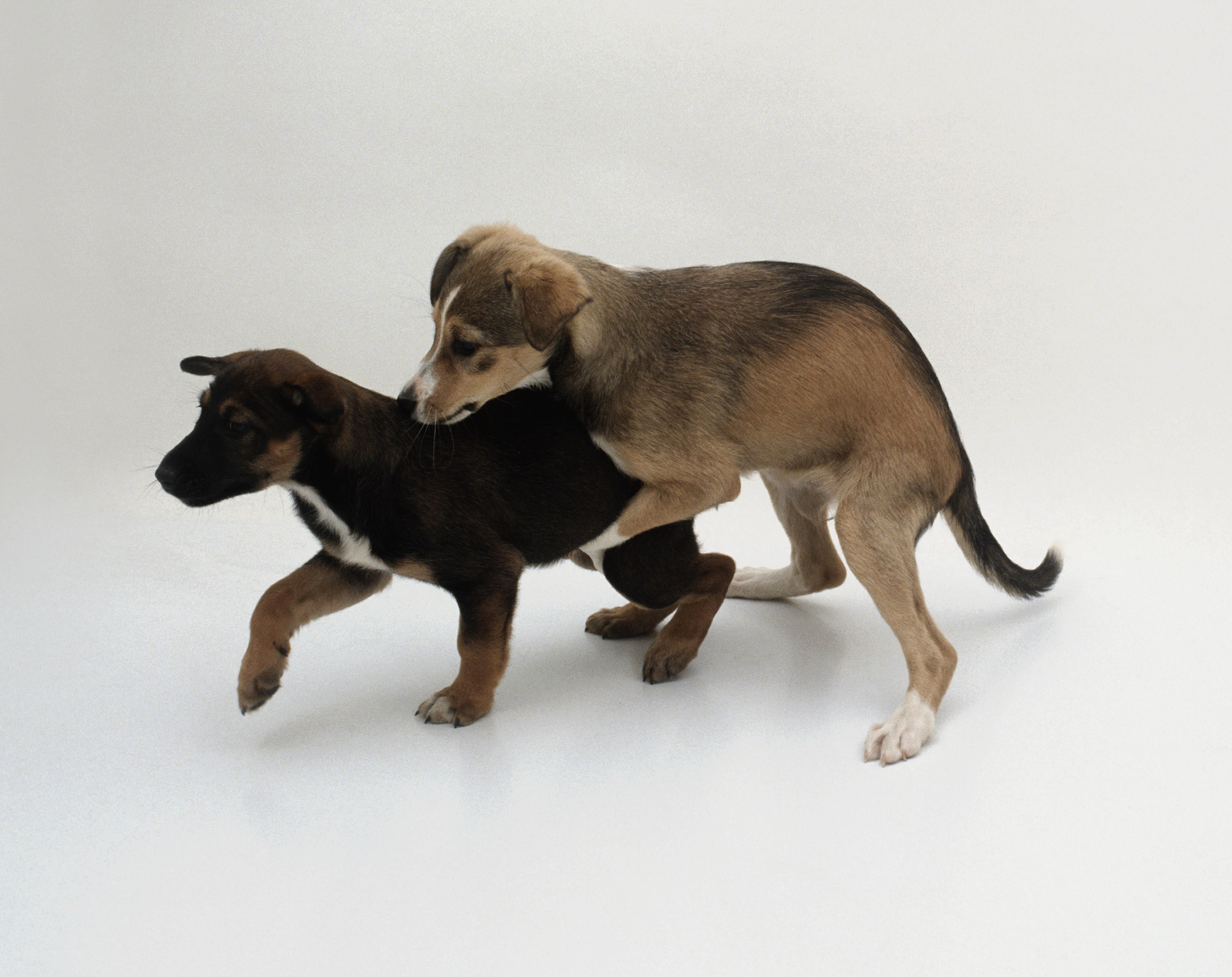 Two dogs, one mounting the other