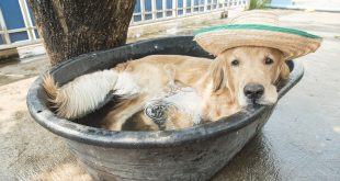 Keep your dogs cool