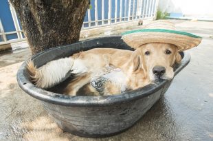 Keep your dogs cool