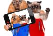 back to school get ready pets