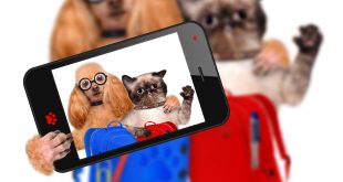 back to school get ready pets