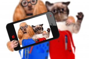 back to school get ready pets